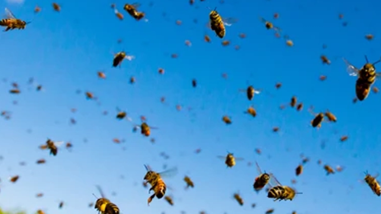 ট্রাক উল্টে বেরিয়ে এল ২৫ কোটি মৌমাছি, আতঙ্কে স্থান...