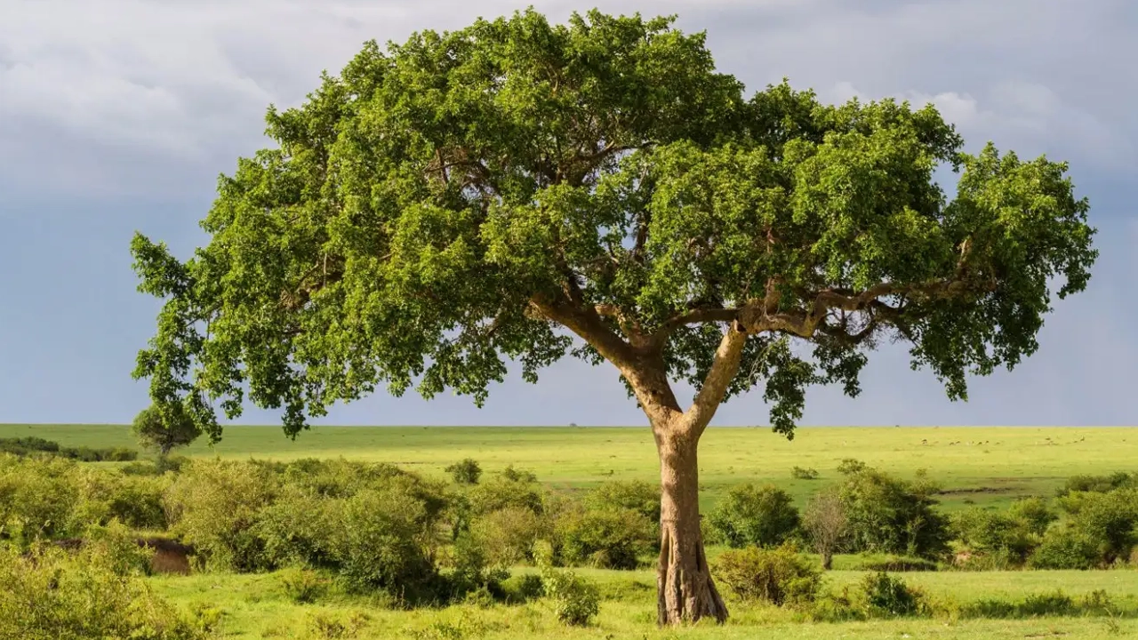 জলবায়ু পরিবর্তনের যুগে ডুমুরগাছের দারুণ ম্যাজিক